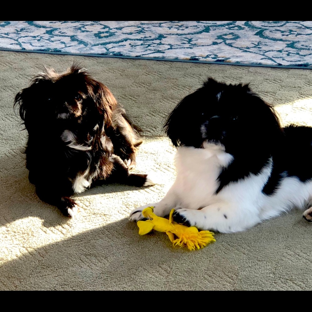 Meet your Posher, Ruby